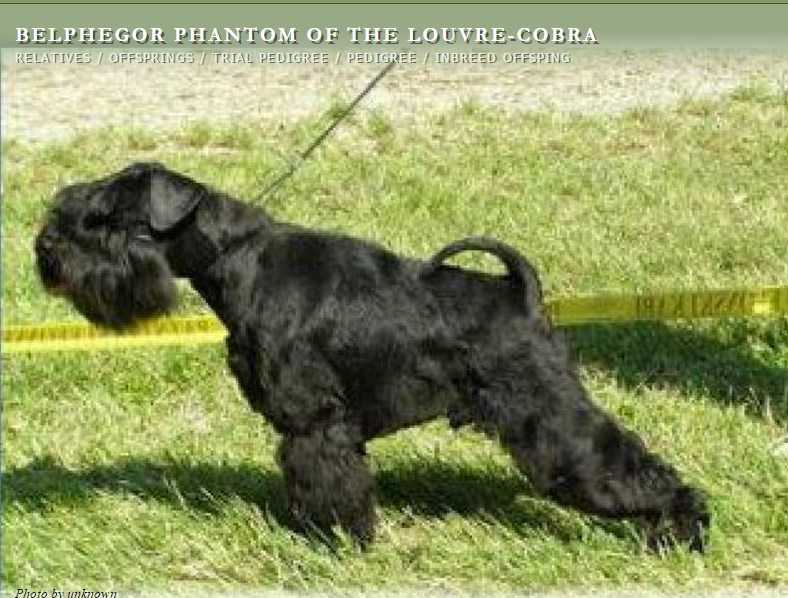 BELPHEGOR PHANTOM OF LUVRE-COBRA | Miniature Schnauzer 