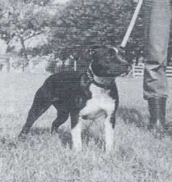 Melmar's Courageous Idol | Staffordshire Bull Terrier 