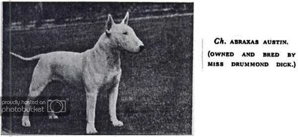 Abraxas Austin | Bull Terrier 