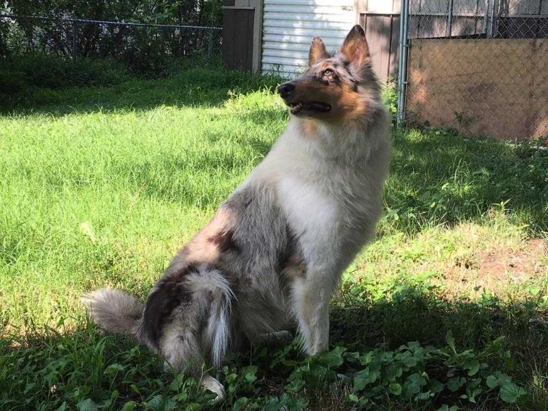 Adda | Rough Collie 