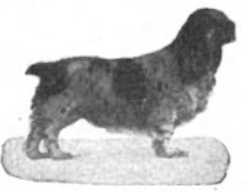 Dannie Deever (075707) | American Cocker Spaniel 