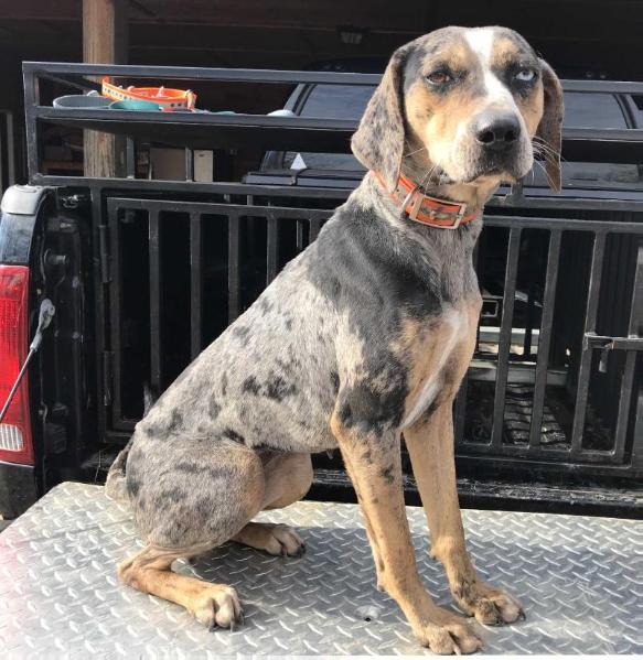 Hard Rock’s Lucy | Catahoula Leopard Dog 