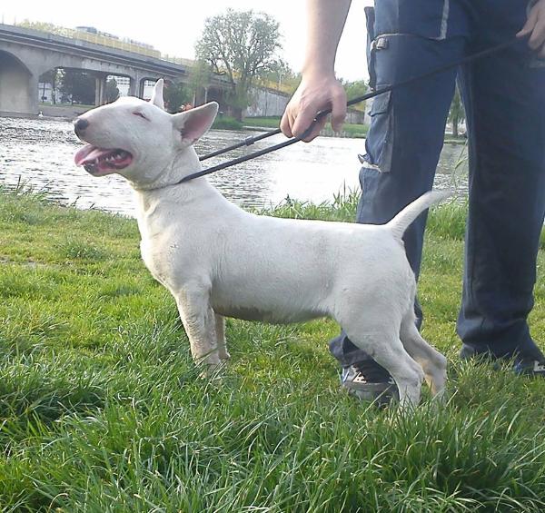 Wild fire chiftein belissa | Bull Terrier 