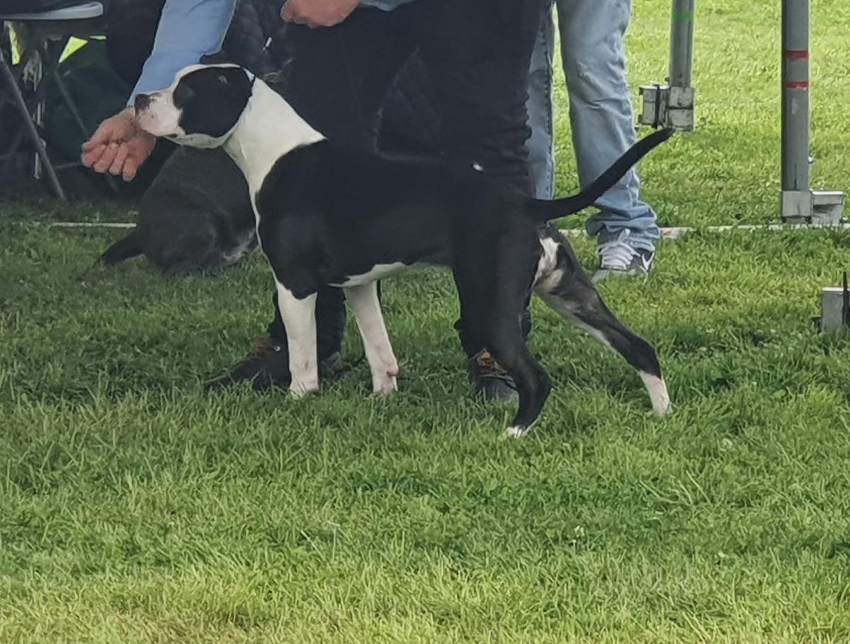 Shadow's moon Light du domaine de westeros | American Staffordshire Terrier 