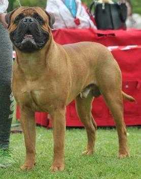 DRACO PUMA-BULL | Bullmastiff 