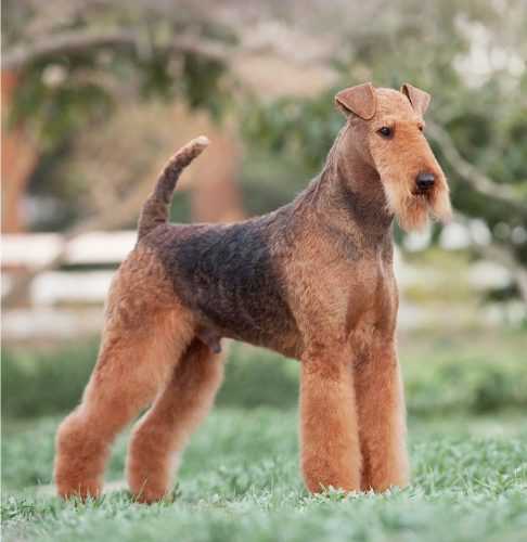 Brisline's Baron Basil Of Woodside | Airedale Terrier 