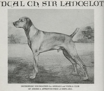 Sir Lancelot | Hungarian Vizsla 