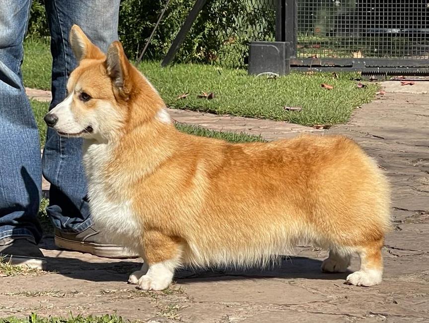 Alenclaud Memphis | Pembroke Welsh Corgi 