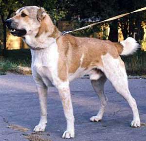 Gaplan | Central Asian Shepherd Dog 