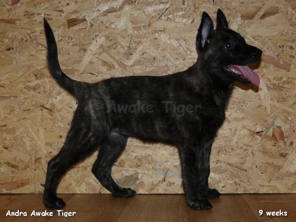 Andra Awake Tiger | Dutch Shepherd 