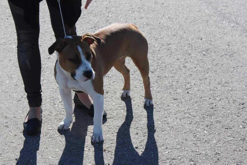 Nostalgia | American Staffordshire Terrier 