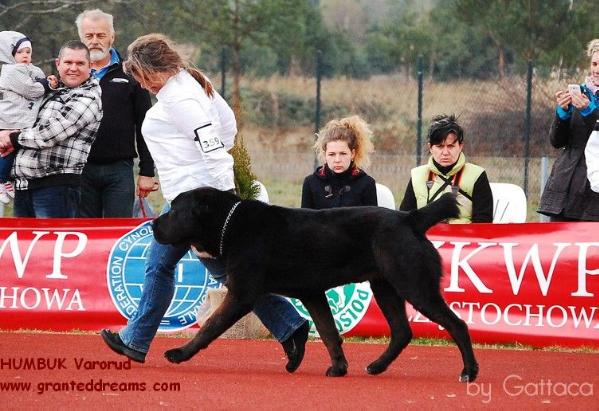 HUMBUK Varorud | Central Asian Shepherd Dog 