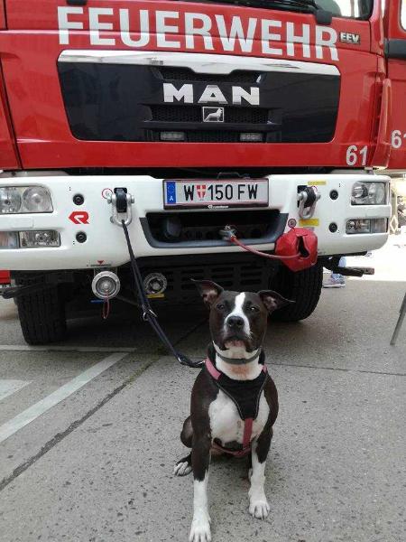 ANAISSA GO FLO GO | American Staffordshire Terrier 