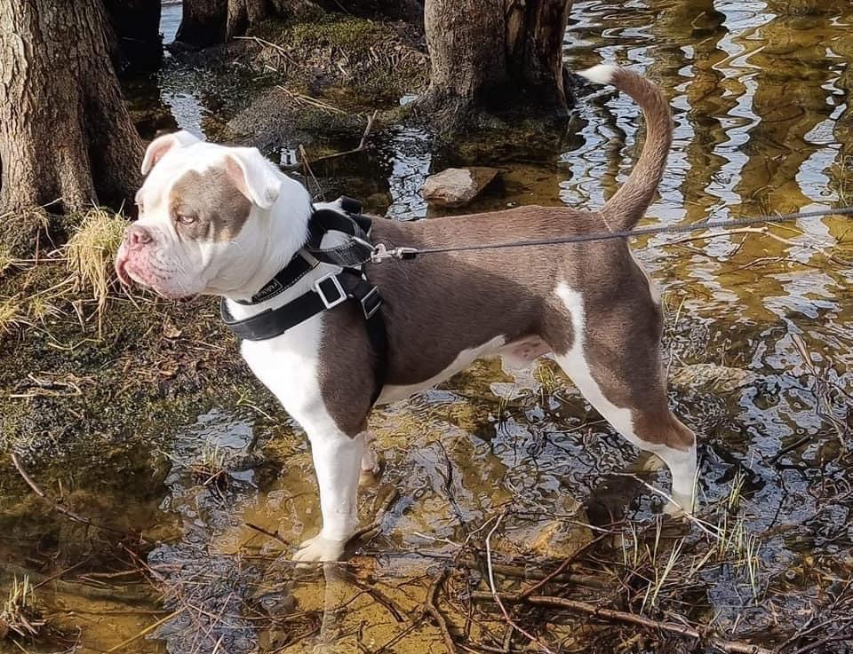 Nordicbulls Jaxx | Olde English Bulldogge 