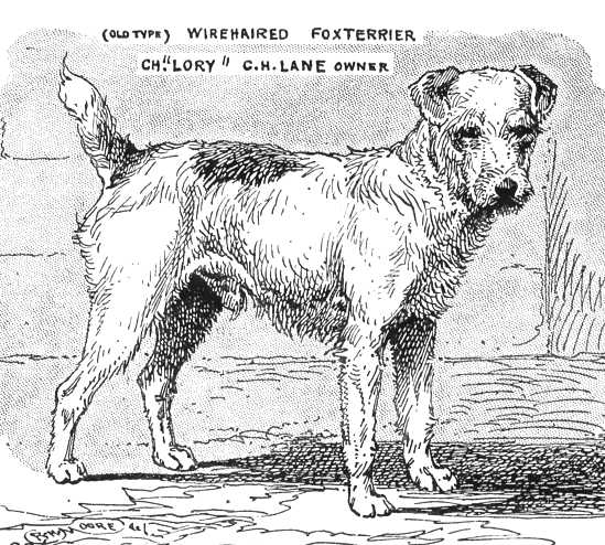 Lory [C.H. Lane's] | Wire Fox Terrier 