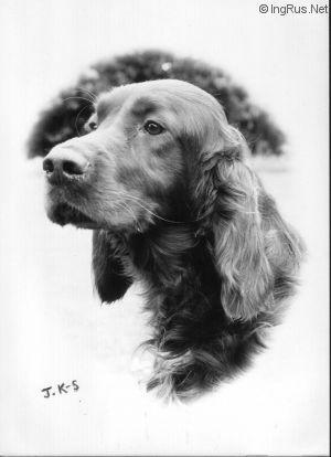 WENDOVER JEEVES | Irish Setter 