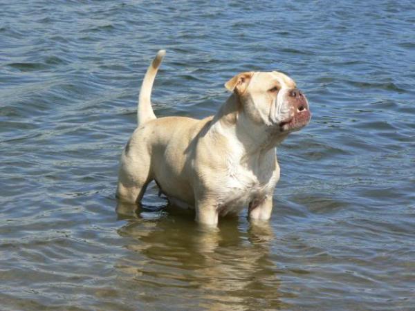 Fenland Wild Rose | Olde English Bulldogge 