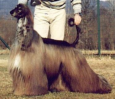 Sanallah's Jerome | Afghan Hound 