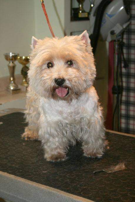 Vlitter Anastazja Romanov | West Highland White Terrier 