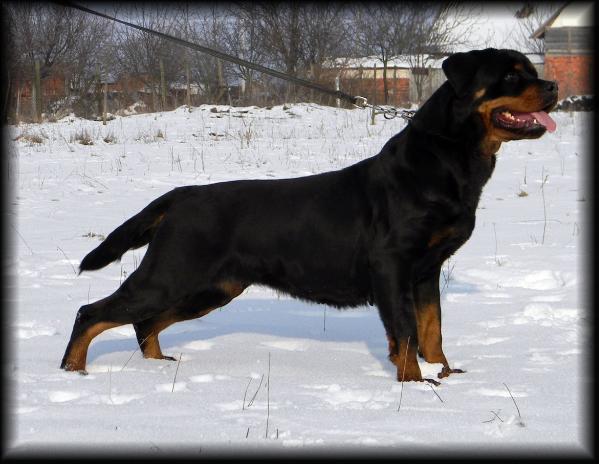 Jessy mediguard | Rottweiler 