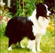 Beagold Mr Lennox | Border Collie 