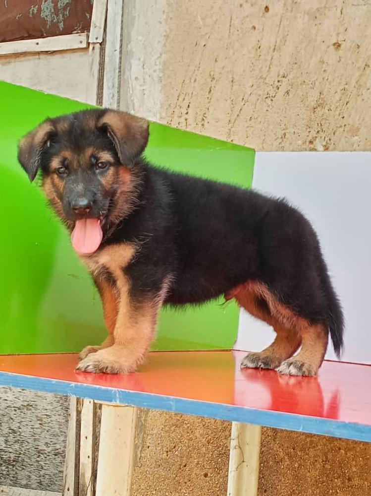 CASPER VOM HAUS KUZNETSOVA | Central Asian Shepherd Dog 