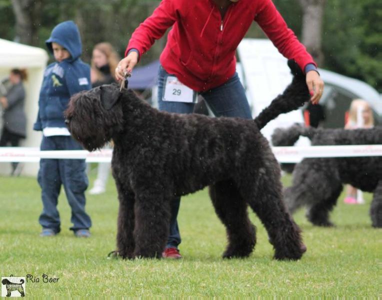 Vanadine Zee | Bouvier des Flandres 