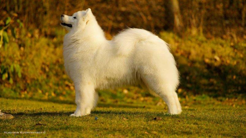 Radost zhizni Elizabeth taylor | Samoyed 