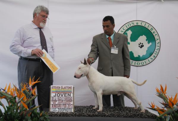 Theroniabulls baastyan | Bull Terrier 