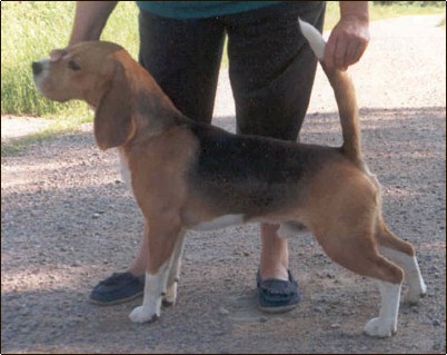 Clarion Crystal Fire | Beagle 