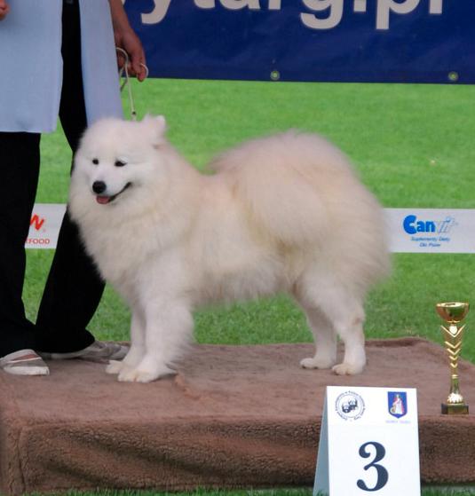 SNOW ARDENY Powiew Pólnocy | Samoyed 