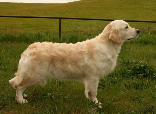 Come Sei Bella de Ria Vela | Golden Retriever 