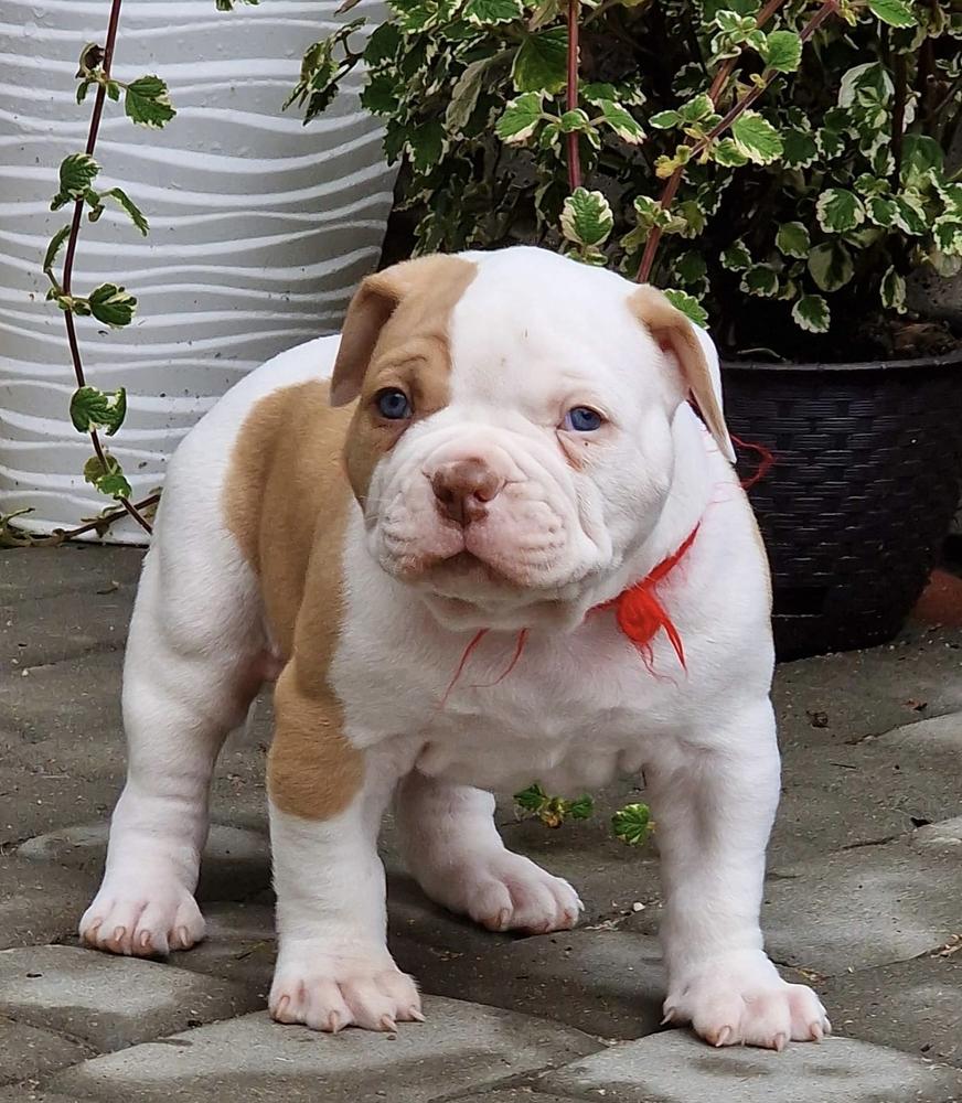 TEGERABULLS SIMBA | American Bulldog 