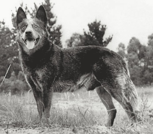 Trueblue Patches | Australian Cattle Dog 