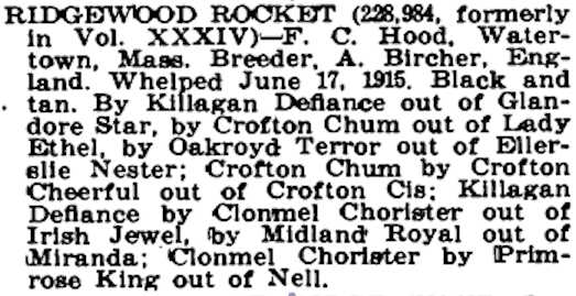 Ridgewood Rocket | Airedale Terrier 