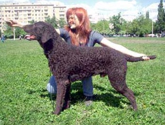 Caballus Ursus | Curly Coated Retriever 