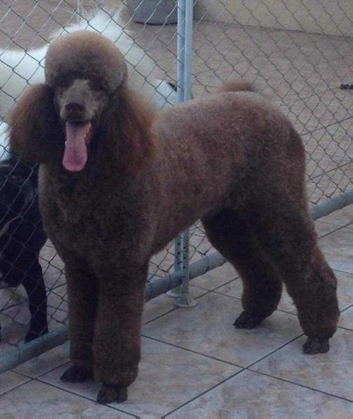 Mulan Quindim | Poodle 