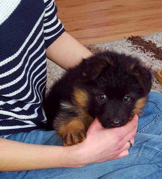 ARKA ROXDAW | German Shepherd Dog 