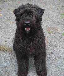 ARGOS du CLOS du BRUAYSIS | Bouvier des Flandres 