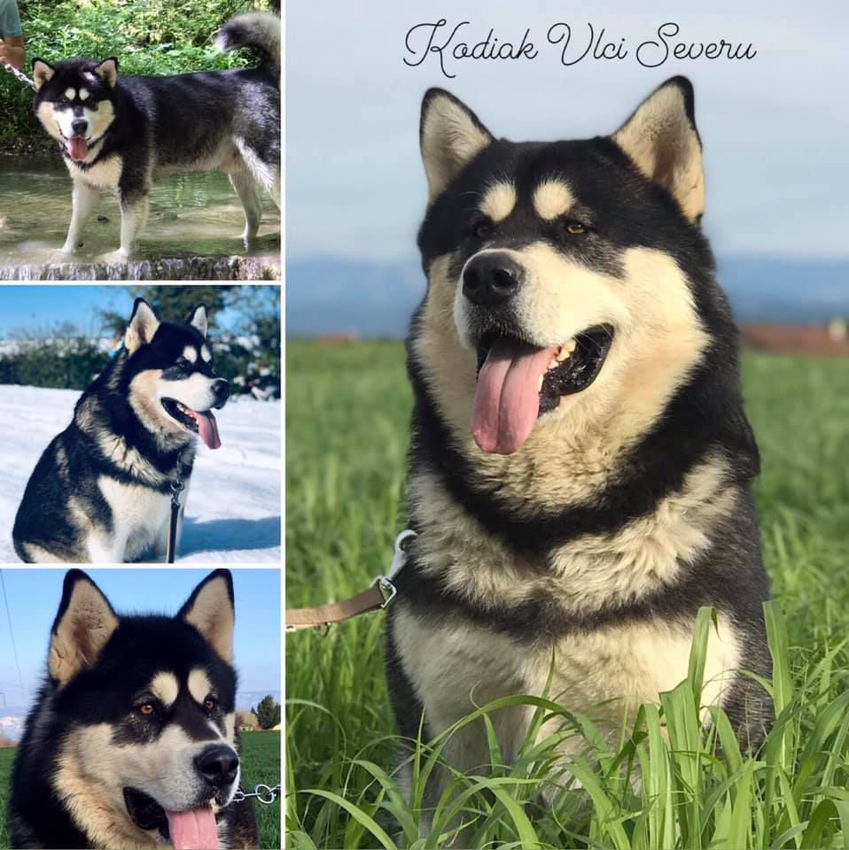 Kodiak Vlci severu | Alaskan Malamute 