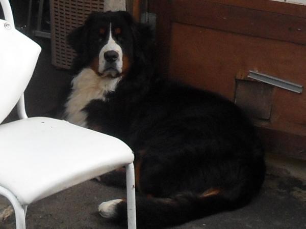 mayke van de neere maethe | Bernese Mountain Dog 