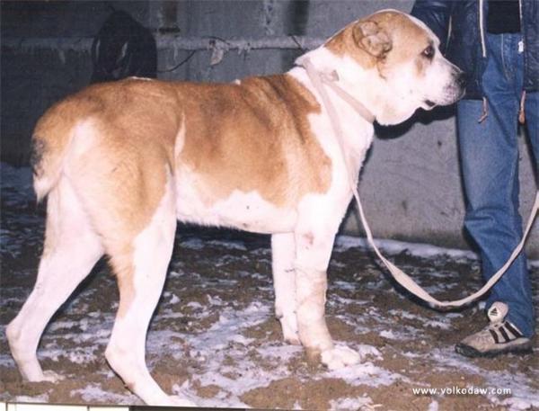 Taisys | Central Asian Shepherd Dog 