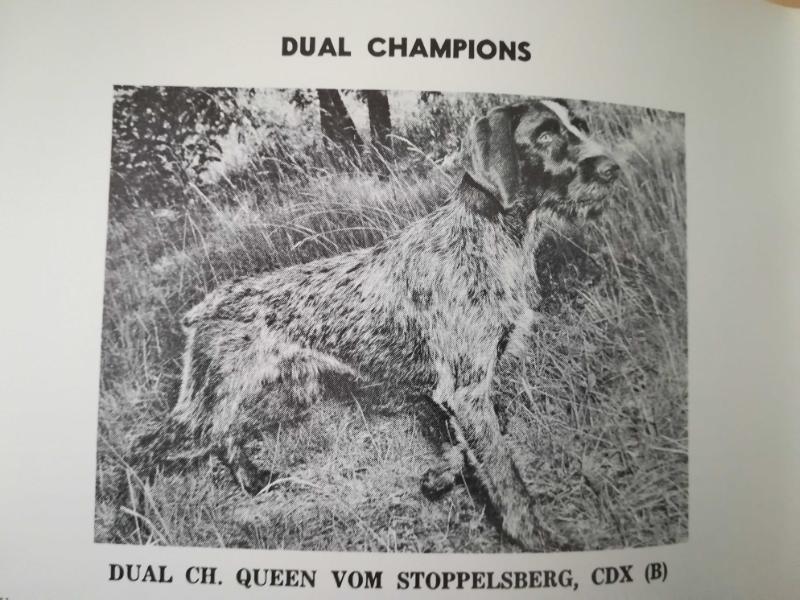 QUEEN VOM STOPPELSBERG | German Wirehaired Pointer 