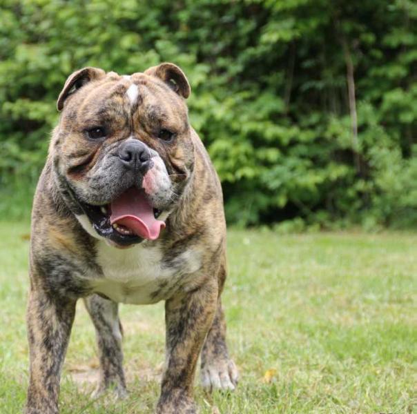 L'Imperatore Magic Mulder | Olde English Bulldogge 