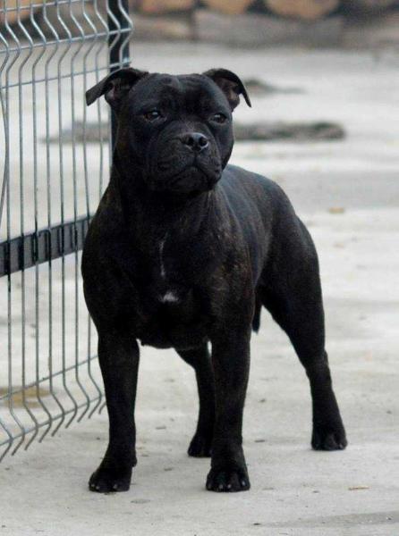 Ducipal Girl On Fire | Staffordshire Bull Terrier 