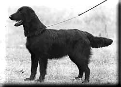 Almanza Exotic Spice | Flat-Coated Retriever 