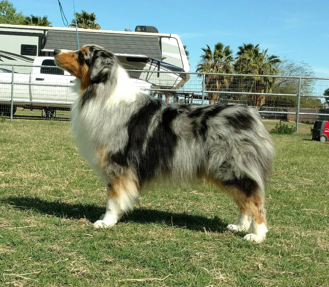 Sand Ridge Stars Over Rio | Australian Shepherd 