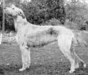 Godinis Eileen My Lady | Irish Wolfhound 