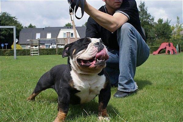 Thunderbulls Bentley | Olde English Bulldogge 