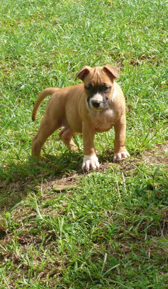 Majestic Staffs MDK Hickory Knot | American Staffordshire Terrier 